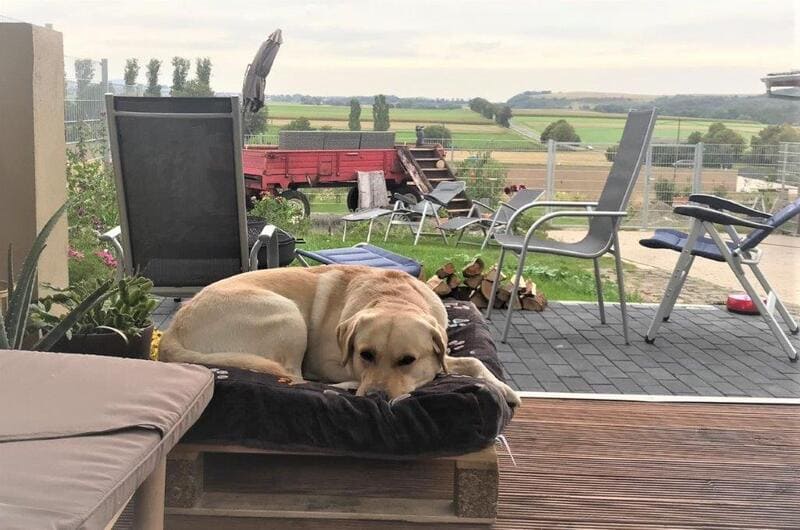 Hund auf der Terrasse